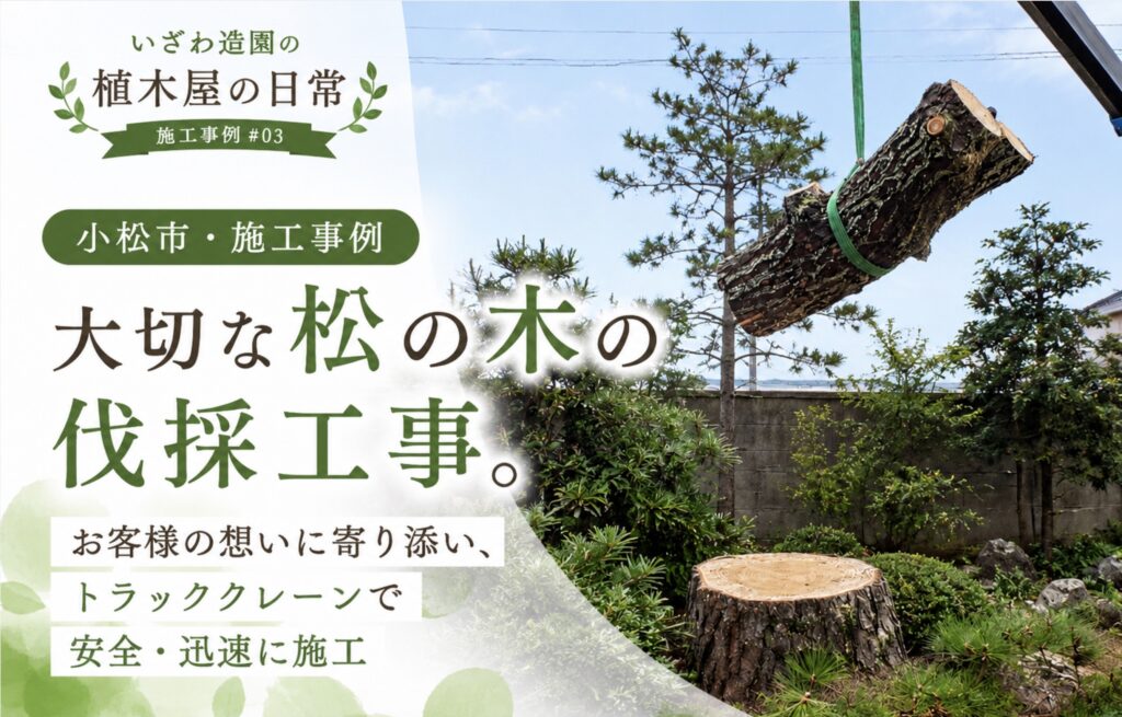 石川県小松市の施工事例 松の木の伐採工事