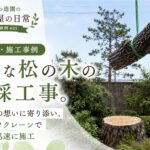 石川県小松市の施工事例 松の木の伐採工事