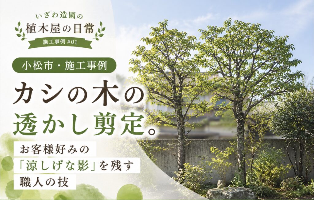 石川県小松市の施工事例 カシの木の透かし剪定