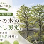 石川県小松市の施工事例 カシの木の透かし剪定