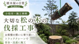 【小松市・施工事例】道路沿いの大きな松の木を安全に伐採｜費用の不安にもお答えします