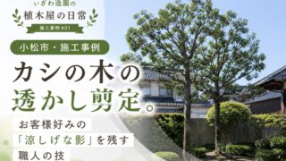 【小松市・施工事例】カシの木の透かし剪定｜夏に涼しい「影」を残す職人の技